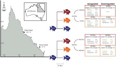 Molecular Response to Extreme Summer Temperatures Differs Between Two Genetically Differentiated Populations of a Coral Reef Fish